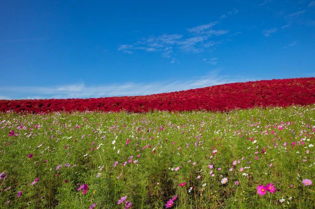 🌸 국영 히타치 해변 공원(코쿠에이 히타치 카이힌코엔) 이미지 7
